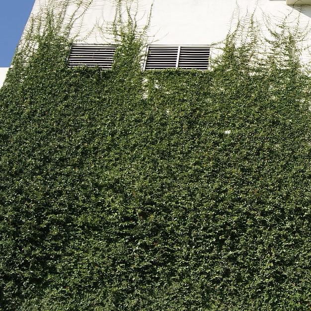 Ficus Repens ~ Climbing Fig, Creeping Fig-ServeScape