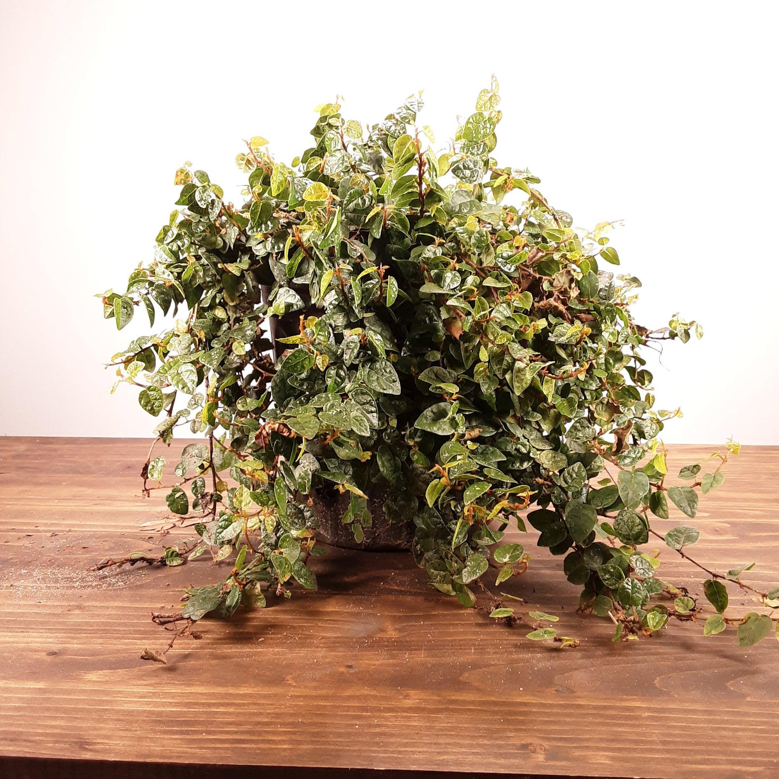 Ficus Repens ~ Climbing Fig, Creeping Fig-ServeScape