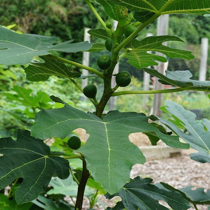 Ficus carica 'Black Mission' ~ Black Mission Fig-ServeScape