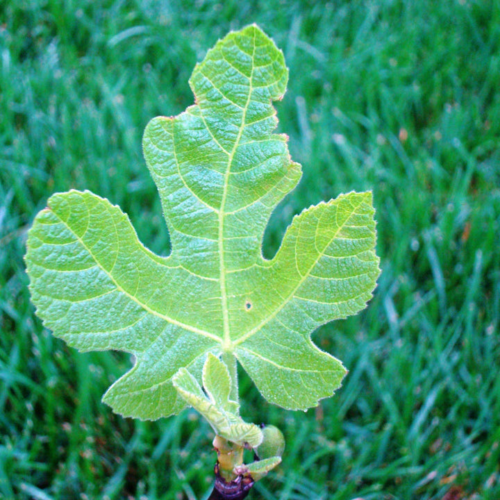 Ficus carica 'Celeste' ~ Celeste Fig - Delivered By ServeScape