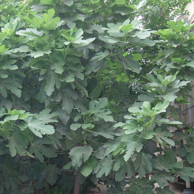 Ficus carica 'Celeste' ~ Celeste Fig-ServeScape