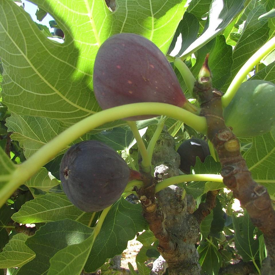 Ficus carica 'Celeste' ~ Celeste Fig-ServeScape