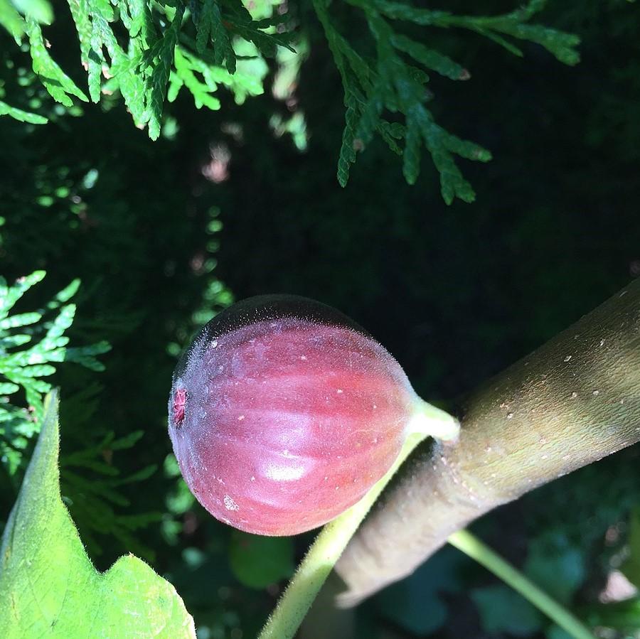 Ficus carica 'Chicago Hardy' ~ Chicago Hardy Fig-ServeScape