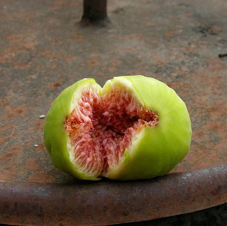 Ficus carica 'Green Ischia' ~ Green Ischia Fig-ServeScape
