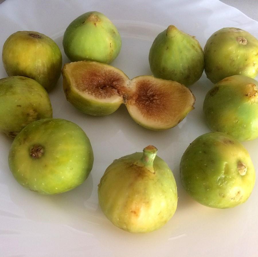 Ficus carica 'Kadota' ~ Kadota Fig-ServeScape