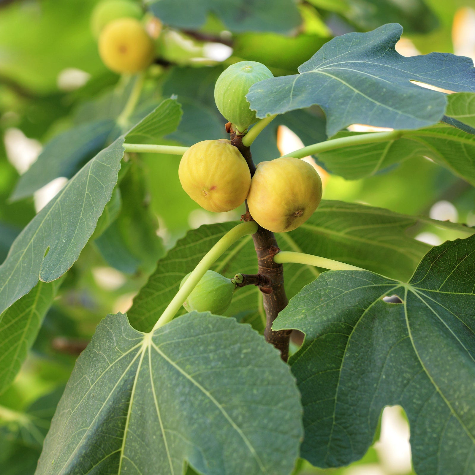 Ficus carica 'Kadota' ~ Kadota Fig - Delivered By ServeScape