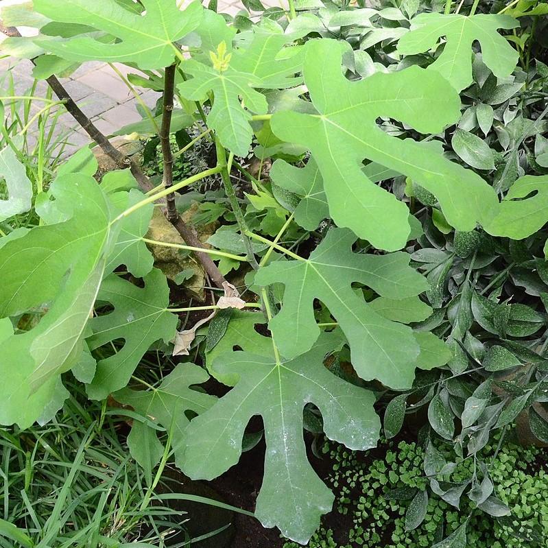 Ficus carica 'LSU Purple' ~ 'LSU Purple' Fig-ServeScape