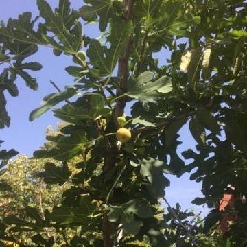 Ficus carica 'Lattarula' - Italian Honey Fig, Lattarula Fig-ServeScape