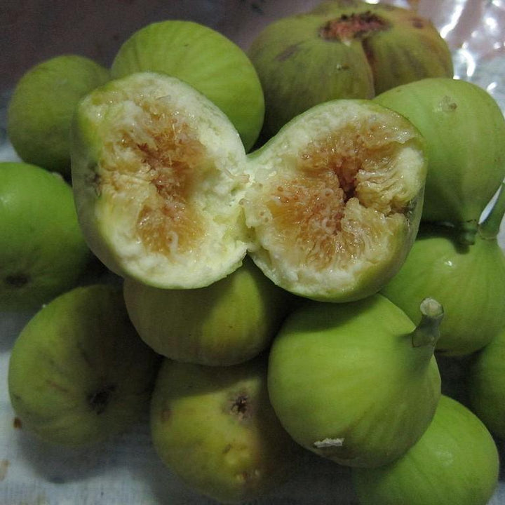 Ficus carica 'Lattarula' - Italian Honey Fig, Lattarula Fig-ServeScape