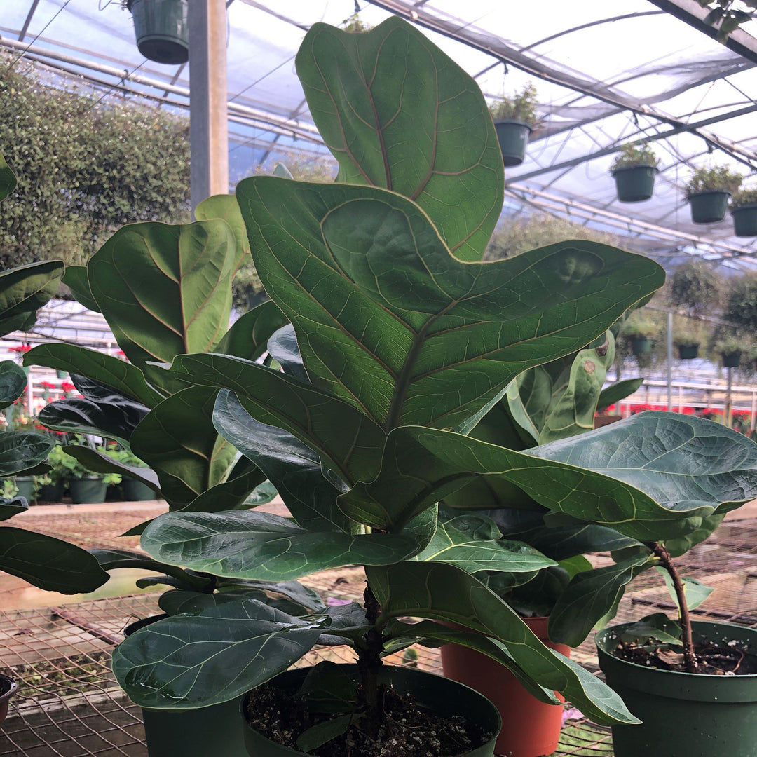 Ficus lyrata ~ Fiddle-Leaf Fig-ServeScape