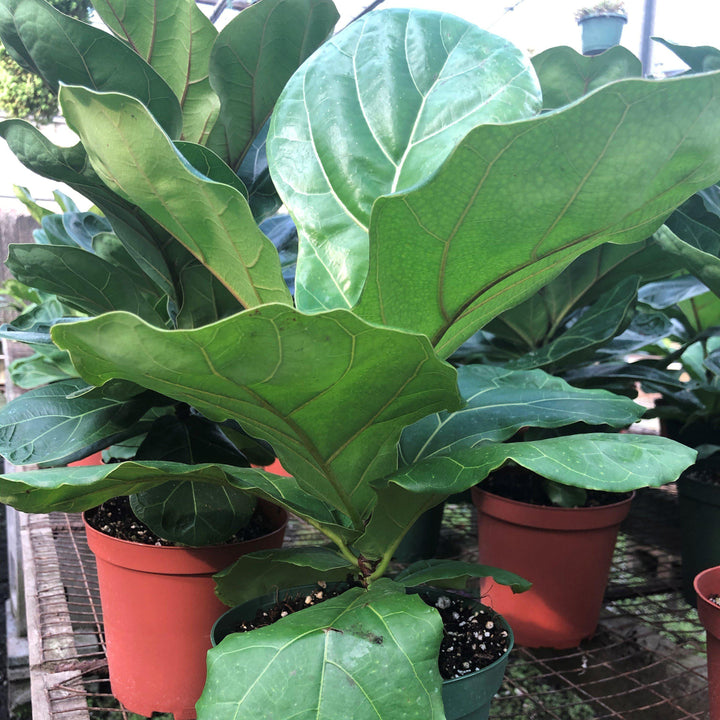 Ficus lyrata ~ Fiddle-Leaf Fig-ServeScape