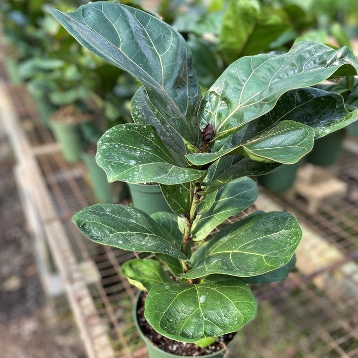 Ficus lyrata ~ Fiddle-Leaf Fig-ServeScape