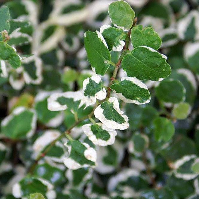 Ficus pumila ‘Variegata‘ ~ Variegated Creeping Fig-ServeScape