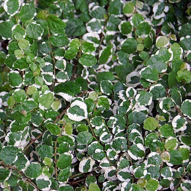 Ficus pumila ‘Variegata‘ ~ Variegated Creeping Fig-ServeScape