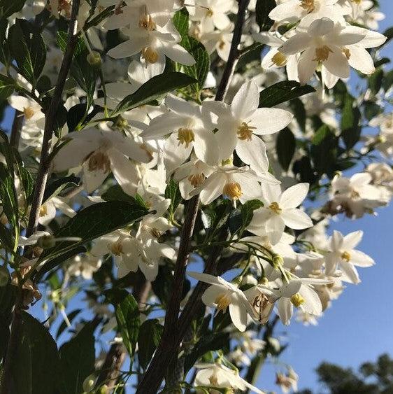 Styrax japonicus 'SJMTF' PPAP ~ APrystine® Japanese Snowbell-ServeScape