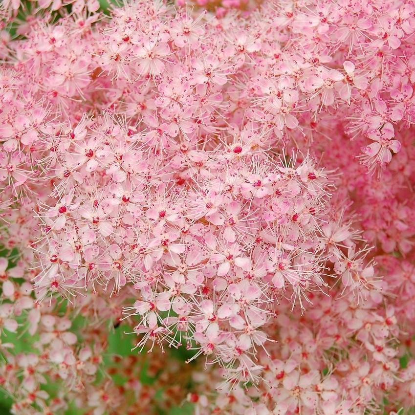 Filipendula 'Red Umbrellas' ~ Red Umbrellas Meadowsweet-ServeScape