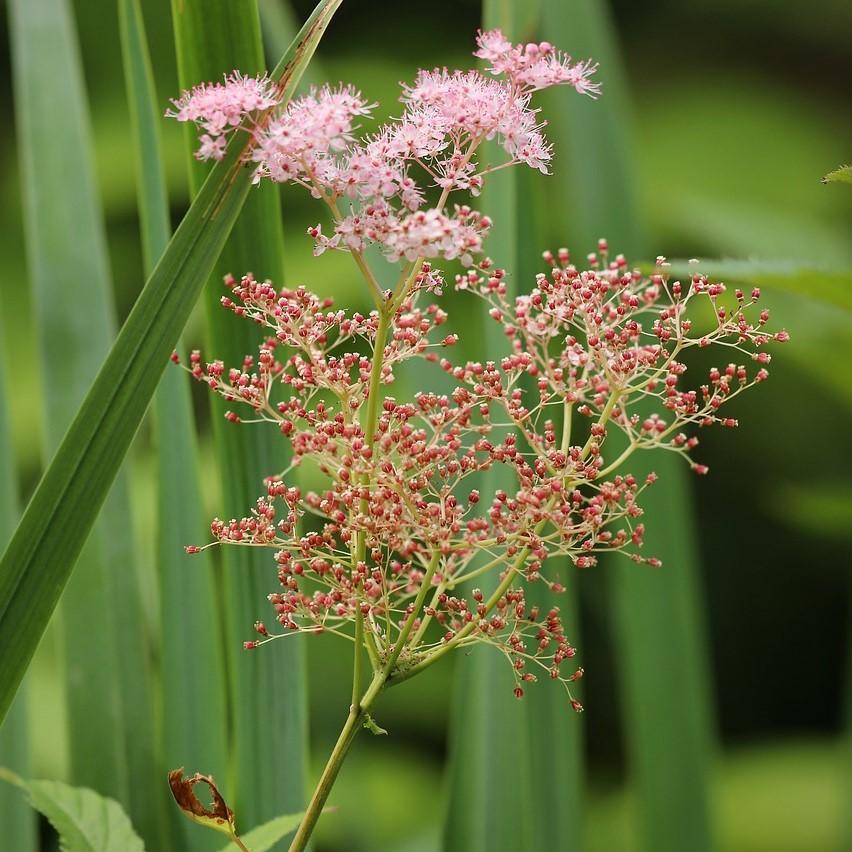 Filipendula 'Red Umbrellas' ~ Red Umbrellas Meadowsweet-ServeScape