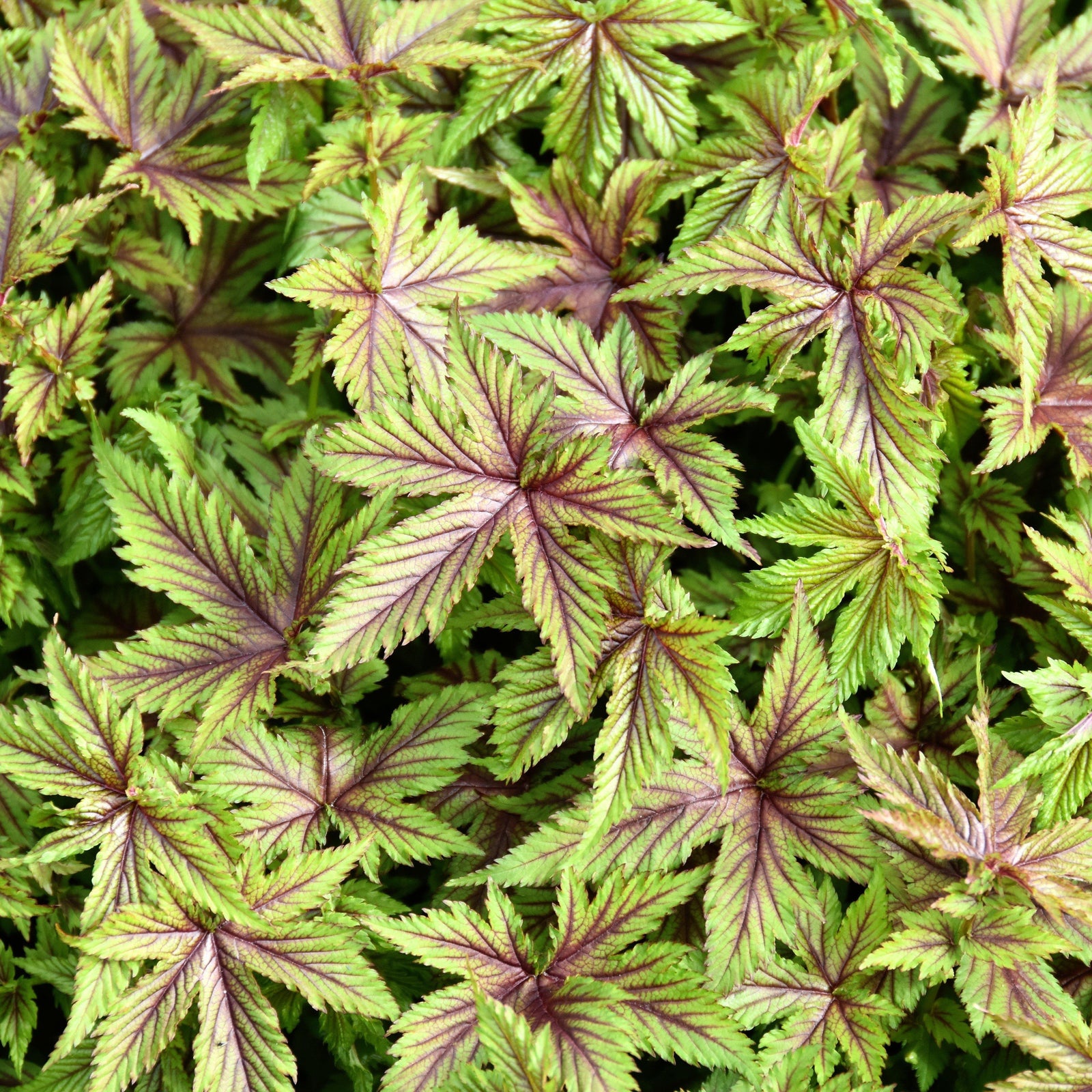 Filipendula 'Red Umbrellas' ~ Red Umbrellas Meadowsweet-ServeScape