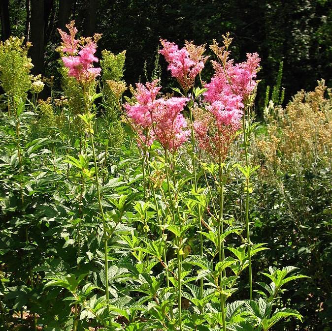 Filipendula rubra 'Venusta' ~ Venusta Queen of the Prairie-ServeScape