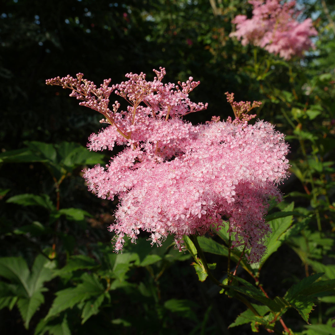 Filipendula rubra 'Venusta' ~ Venusta Queen of the Prairie-ServeScape