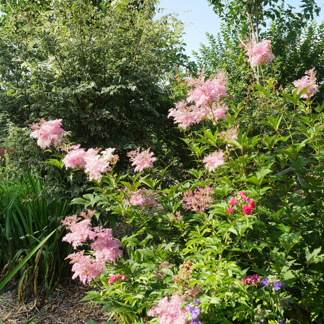 Filipendula rubra 'Venusta' ~ Venusta Queen of the Prairie-ServeScape