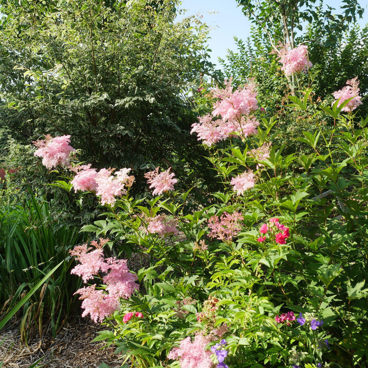 Filipendula rubra 'Venusta' ~ Venusta Queen of the Prairie-ServeScape