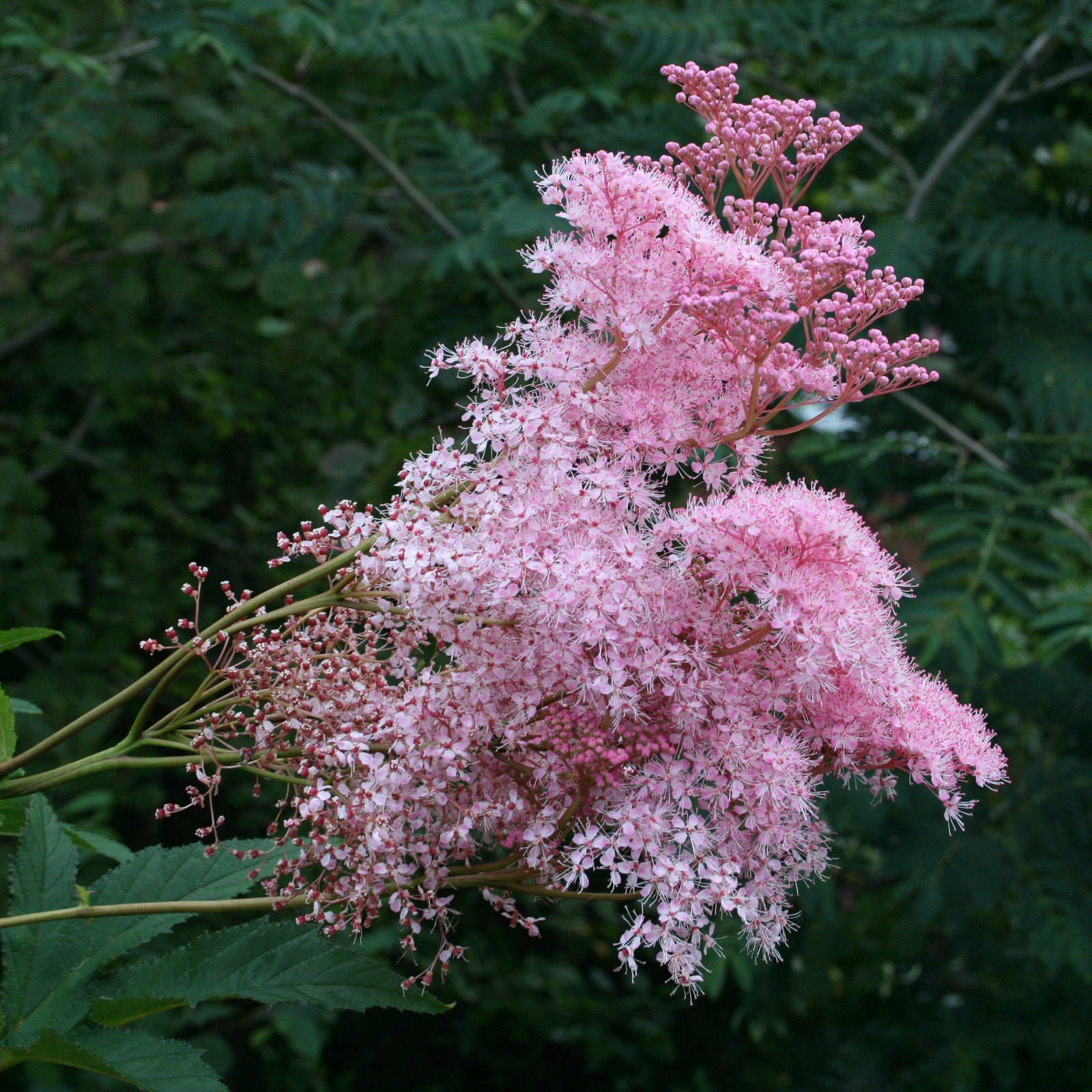Filipendula rubra 'Venusta' - Delivered By ServeScape