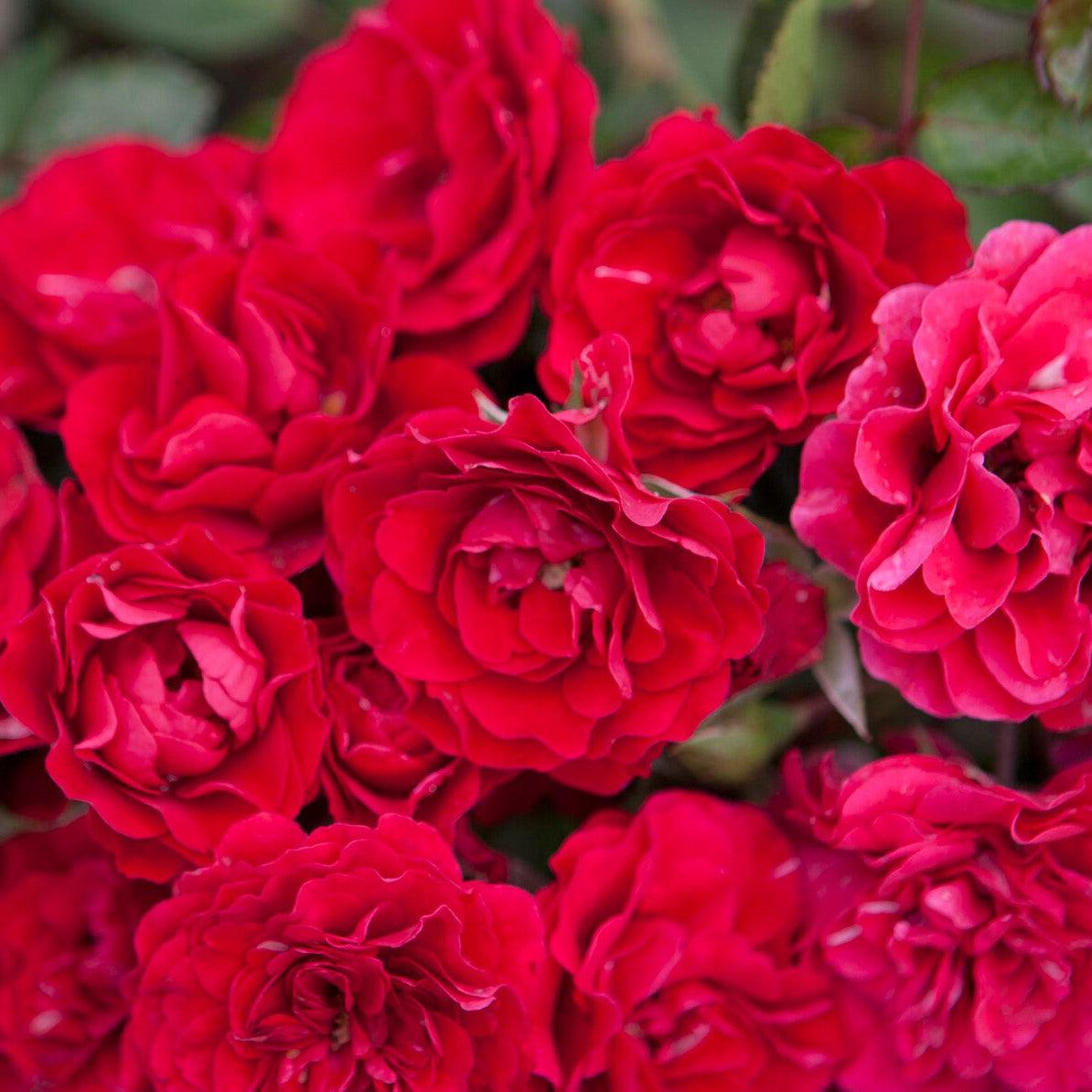 Rosa 'Meipsidue' ~ Meidiland® Fire Rose-ServeScape