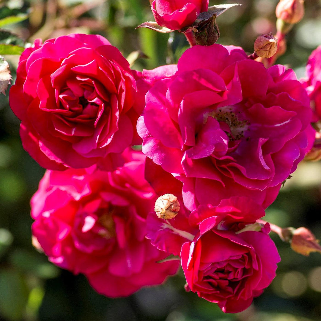 Rosa 'Meipsidue' ~ Meidiland® Fire Rose-ServeScape