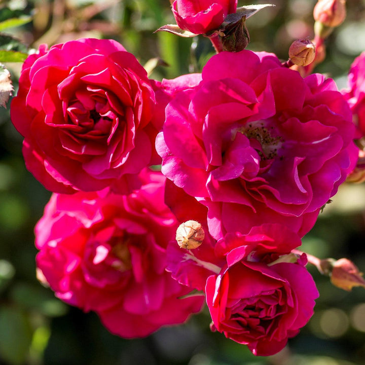Rosa 'Meipsidue' ~ Meidiland® Fire Rose-ServeScape