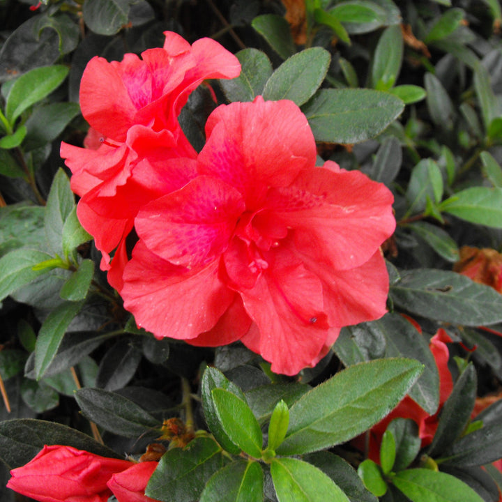 Rhododendron x ‘MNIHAR011’ PP23,093 ~ Echo® Fireglow™ Azalea-ServeScape