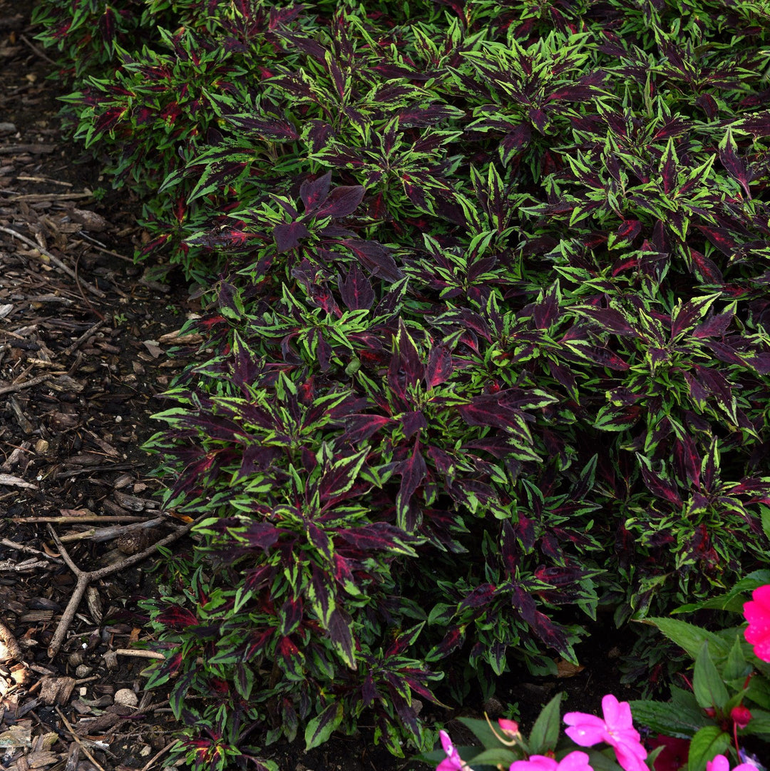 Solenostemon scutellarioides 'UF08-19-10' ~ FlameThrower™ Chili Pepper Coleus-ServeScape