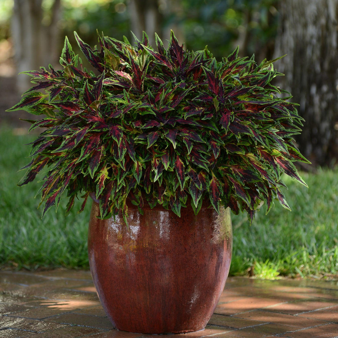 Solenostemon scutellarioides 'UF08-19-10' ~ FlameThrower™ Chili Pepper Coleus-ServeScape