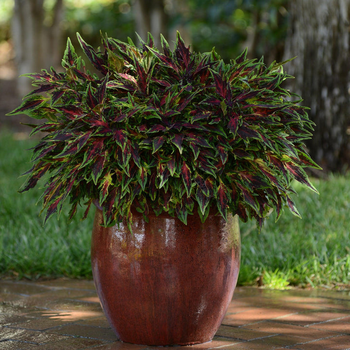 Solenostemon scutellarioides 'UF08-19-10' ~ FlameThrower™ Chili Pepper Coleus-ServeScape