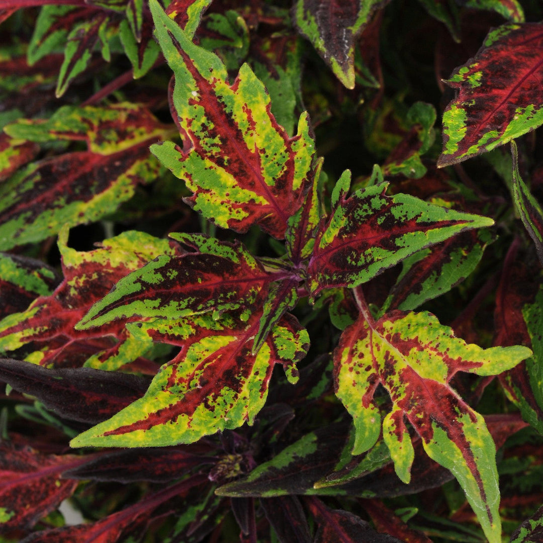 Solenostemon scutellarioides 'UF08-19-10' ~ FlameThrower™ Chili Pepper Coleus-ServeScape