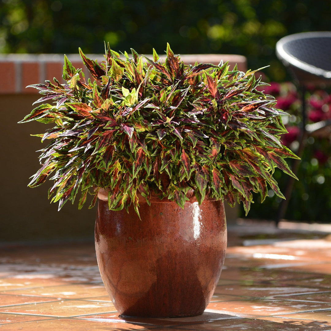 Solenostemon scutellarioides 'UF08-19-10' ~ FlameThrower™ Chili Pepper Coleus-ServeScape