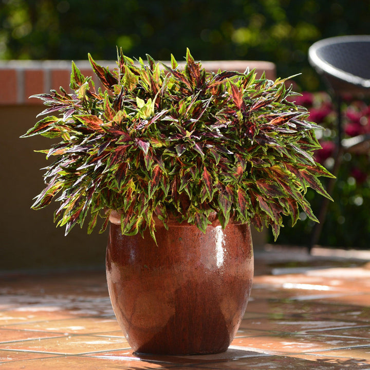Solenostemon scutellarioides 'UF08-19-10' ~ FlameThrower™ Chili Pepper Coleus-ServeScape