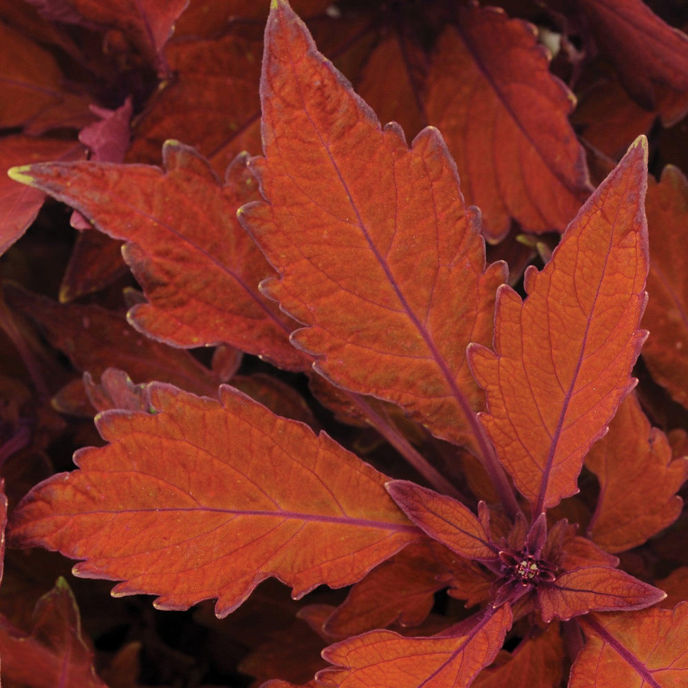 Solenostemon scutellarioides 'UF09-8-37' ~ FlameThrower™ Habanero Coleus-ServeScape