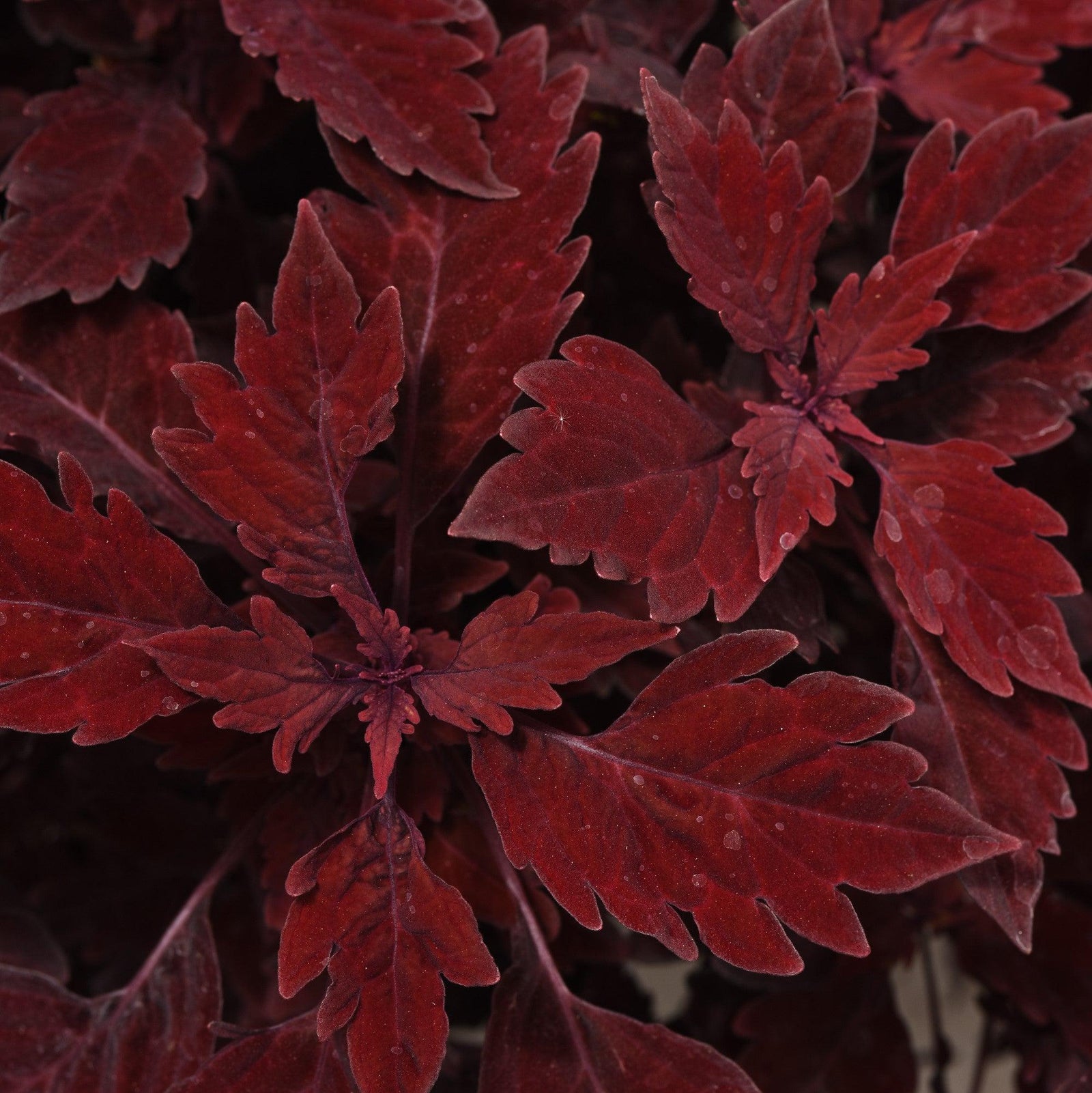Solenostemon scutellarioides 'UF15-97-9’ ~ FlameThrower™ Salsa Rojo Coleus-ServeScape