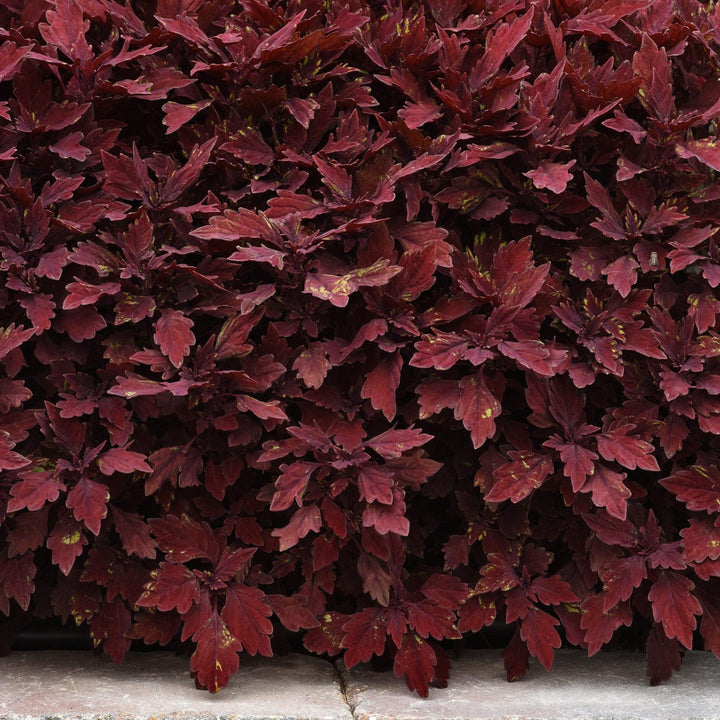 Solenostemon scutellarioides 'UF15-97-9’ ~ FlameThrower™ Salsa Rojo Coleus-ServeScape