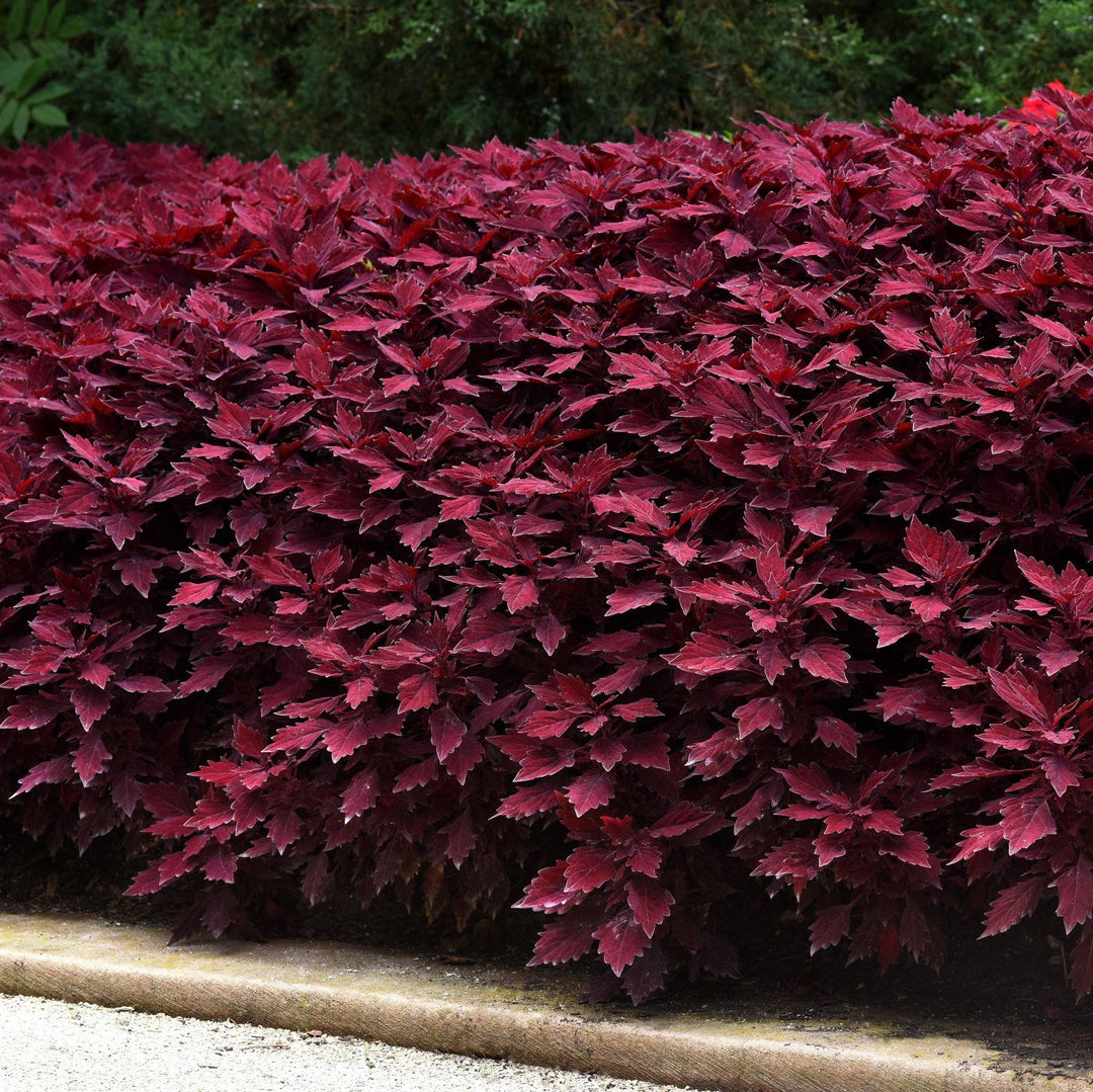 Solenostemon scutellarioides 'UF15-97-9’ ~ FlameThrower™ Salsa Rojo Coleus-ServeScape
