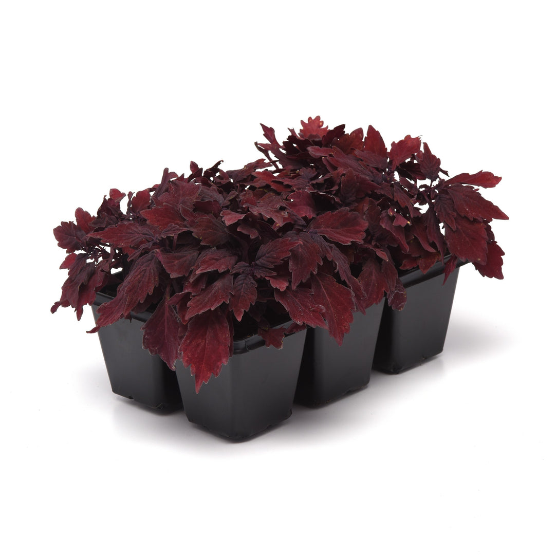 Solenostemon scutellarioides 'UF15-97-9’ ~ FlameThrower™ Salsa Rojo Coleus-ServeScape