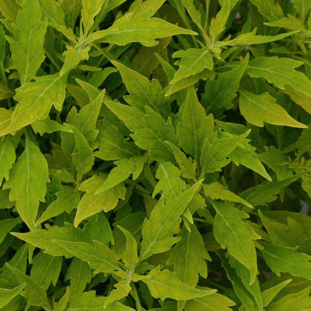 Solenostemon scutellarioides 'UF14-24-1’ ~ FlameThrower™ Salsa Verde Coleus-ServeScape