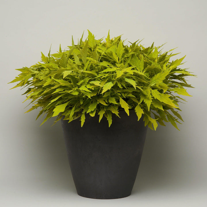 Solenostemon scutellarioides 'UF14-24-1’ ~ FlameThrower™ Salsa Verde Coleus-ServeScape