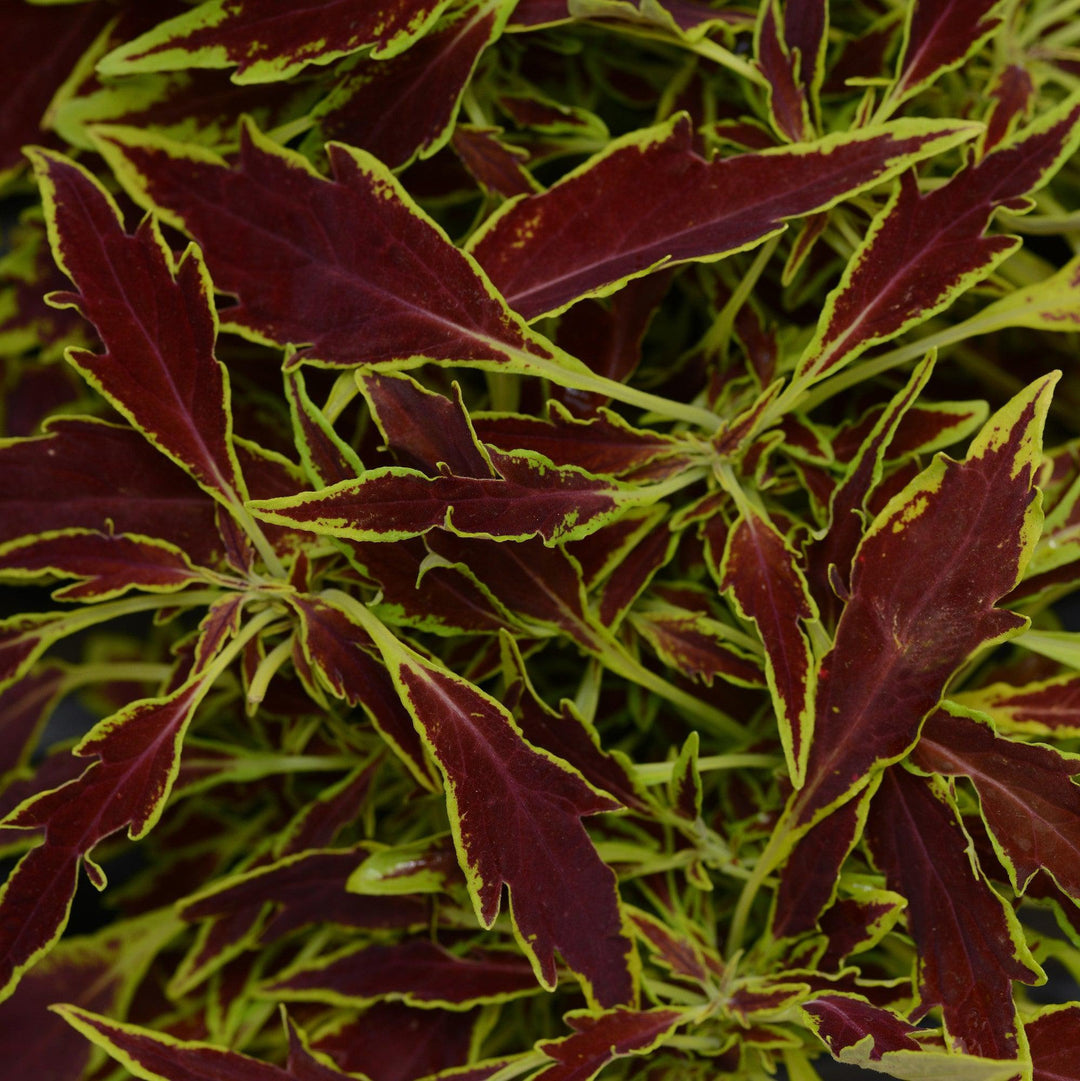 Solenostemon scutellarioides 'UF15-6-28’ ~ FlameThrower™ Serrano Coleus-ServeScape