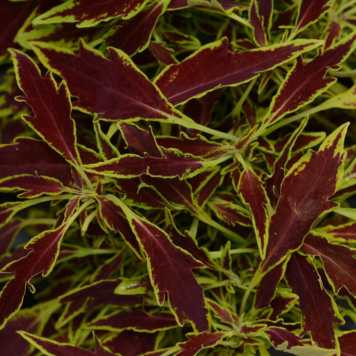Solenostemon scutellarioides 'UF15-6-28’ ~ FlameThrower™ Serrano Coleus-ServeScape