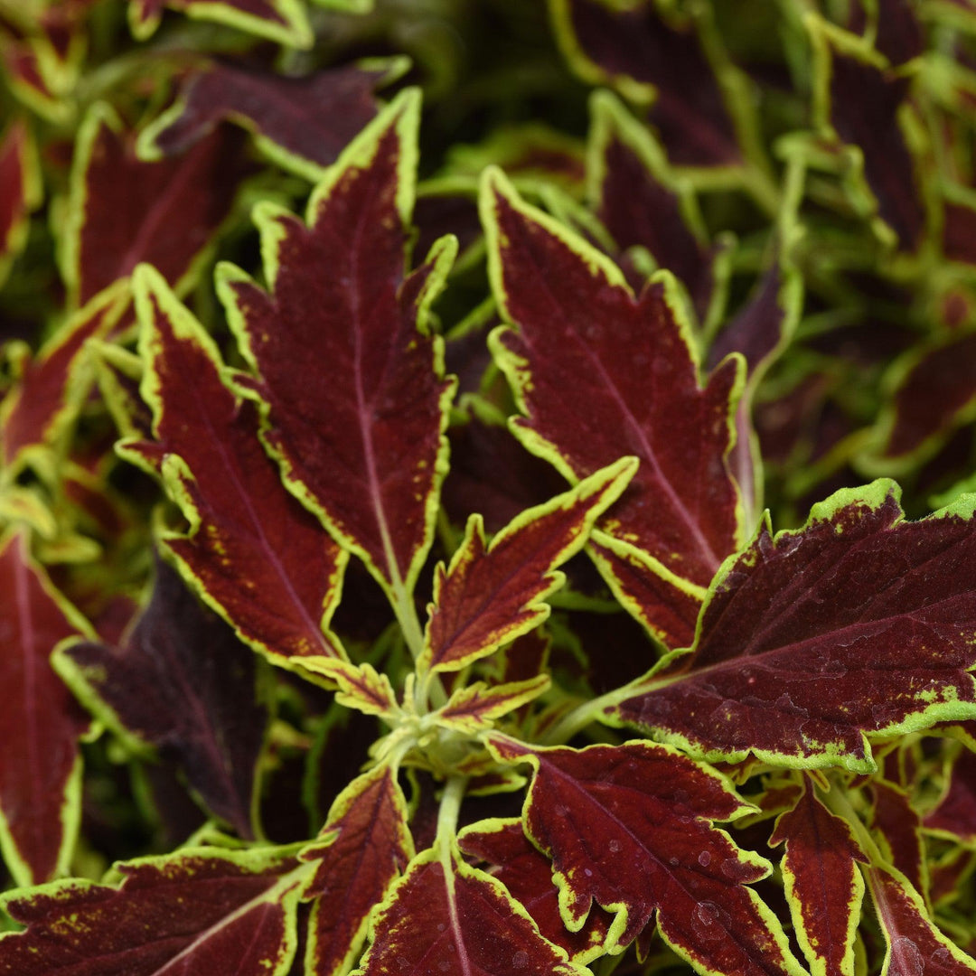 Solenostemon scutellarioides 'UF15-6-28’ ~ FlameThrower™ Serrano Coleus-ServeScape