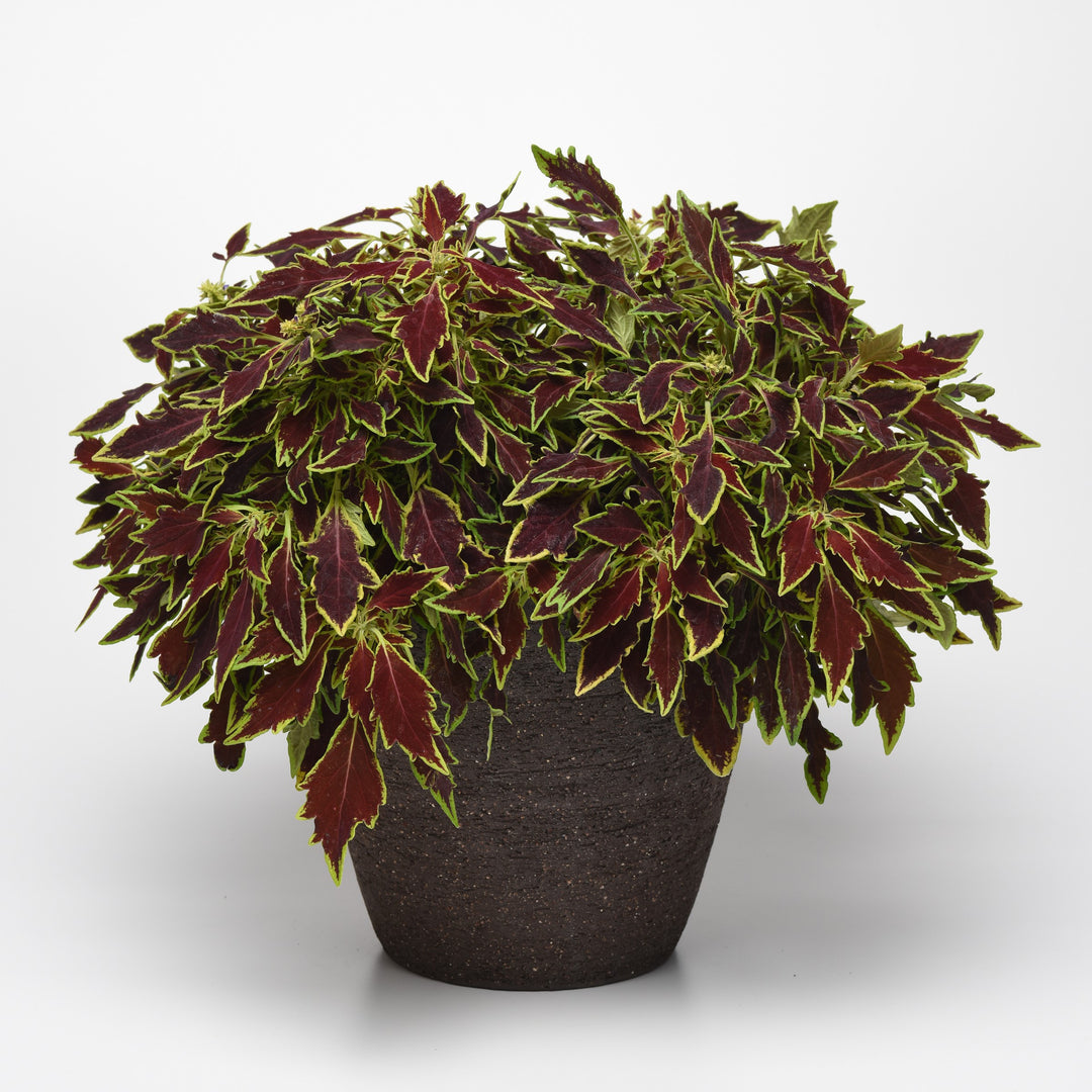 Solenostemon scutellarioides 'UF15-6-28’ ~ FlameThrower™ Serrano Coleus-ServeScape