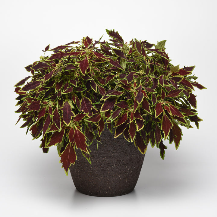 Solenostemon scutellarioides 'UF15-6-28’ ~ FlameThrower™ Serrano Coleus-ServeScape