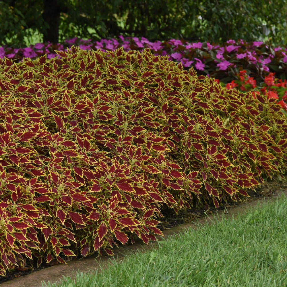 Solenostemon scutellarioides 'UF15-6-28’ ~ FlameThrower™ Serrano Coleus-ServeScape